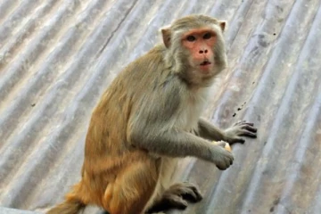 මෙහෙ පනදාගෙන රිලා ප්‍රශ්නෙට විසදුම් හොයන කොට අරහේ වඳුරෙක් දැරියකට කරලා තියන අපරාධයක්..