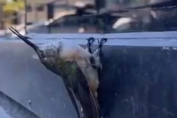 நீரின்றி தவியாய் தவிக்கும் பறவை....இங்கு நடந்ததைப் பாருங்க!