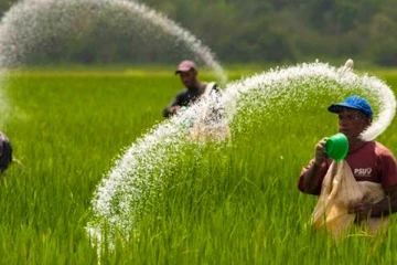 ලංකාවට සම්පූර්ණයෙන්ම යූරියා පොහොර ලබා දෙන්න යයි..ලැබෙන කාලය මෙන්න..