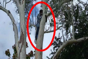 காதலனுடன் மனைவி தலைமறைவு ; கணவன் மரத்திலேறி ஆர்ப்பாட்டம்; வவுனியாவில் சம்பவம்!