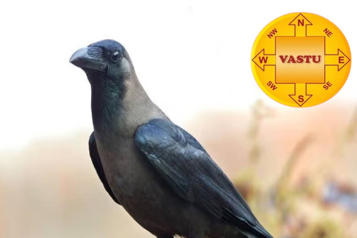 காகம் நம் தலையை தட்டிச் செல்வதற்கு என்ன காரணம்? | Crow Hits You On The Head Is It Bad Luck Signs