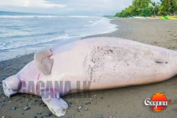 හැමෝටම හික් ගෑවෙන්න තඩි මුහුදු හරකෙක්ගෙ මළ සිරුරක් මුහුදු වෙරළෙන්