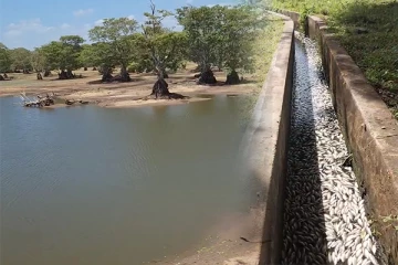 முல்லைத்தீவு - மல்லாவி குளத்தின் வாய்க்காலில் மீன்கள் உயிரிழப்பு (Photos)