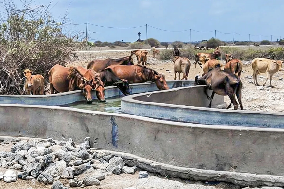 வட மாகாணத்தில் கடும் வறட்சி ; தாகம் தீர்க்கும் கடற்படையினர் | Severe Drought In The Northern Province El Nino