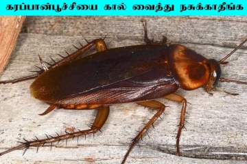 கரப்பான் பூச்சியை காலால் மிதிப்பவரா நீங்கள்? இனி அந்த தவறை செய்யாதீங்க
