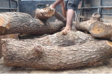 யாழில் சட்டவிரோதமாக மரங்களைக் கொண்டு சென்றவர் கைது!(Photos)