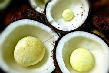 தேங்காய் பூ சாப்பிடுவதால் கிடைக்கும் அற்புதங்கள்