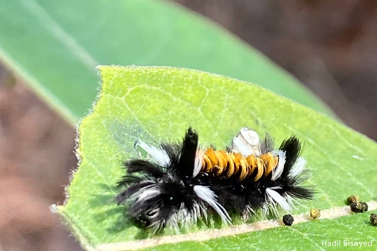 காணாமல் போகும் பூச்சி வகைகள்: ஒரு கனேடிய ஆய்வு | Canadian Researcher Found Insect Decline காணாமல் போகும் பூச்சி வகைகள்: ஒரு கனேடிய ஆய்வு | Canadian Researcher Found Insect Decline