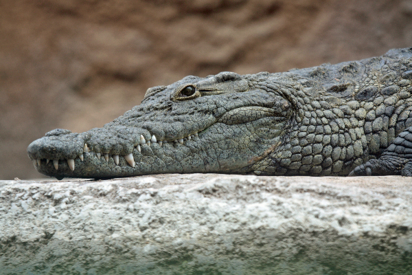 முதலைக்கு இரையான குழந்தை! அச்சத்தில் கிராம மக்கள் | Crocodile Ate One Year Old Baby In Malaysia Viral
