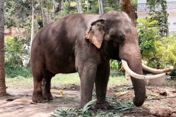 மற்றுமொரு யானைக்கும் மருத்துவ உதவி: தாய்லாந்து வெளியிட்ட தகவல்