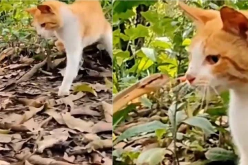 viral video! பாம்புடன் வெறிகொண்டு சண்டை போடும் பூனை: இறுதியில் வெற்றது யார்!