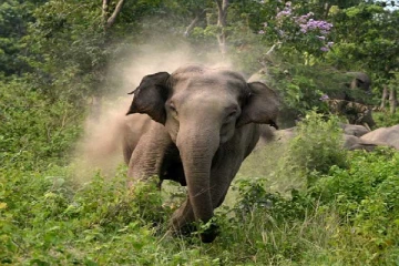 காட்டு யானையின் தாக்குதலில் கடற்படை வீரர் பலி - தமிழர் பகுதியில் சம்பவம்