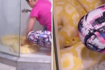 viral video: பிரம்மாண்டமான மலைப்பாம்பை குழந்தை போல் குளிப்பாட்டும் பெண்!