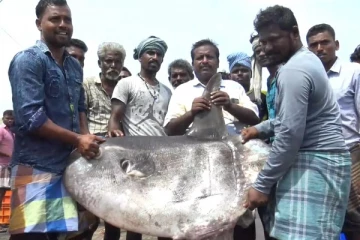 வலையில் சிக்கிய 55 கிலோகிராம் எடையுள்ள அரிய வகை மீன்! பார்க்க படையெடுக்கும் மக்கள்