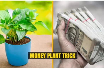 மணி பிளாண்ட் செடி வளர்க்க போறீங்களா? எப்படி வளர்த்தால் பணம் கொட்டும் தெரியுமா?