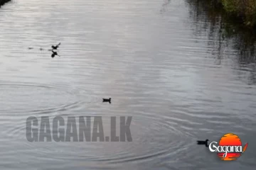 අවුරුදු හතරෙ මල් කැකුළක් ඇලකට වැටී ජිවිතක්ෂයට