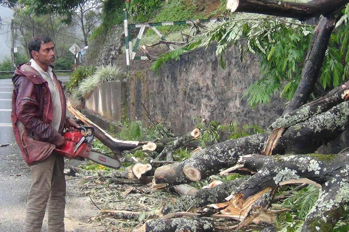 ஹட்டன்- நுவரெலியா பிரதான வீதியில் போக்குவரத்து பாதிப்பு | Traffic Disrupted Nuwara Eliya Tree Fell