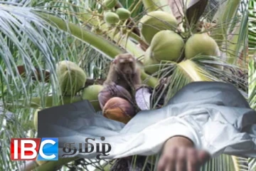 முதியவருக்கு எமனான குரங்கு : தேங்காயால் பறிபோன உயிர்