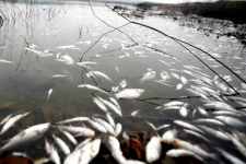 கிழக்கு மாகாணத்தில் திடீரென கரை ஒதுங்கிய ஆயிரக்கணக்கான மீன்கள்