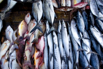 இலங்கையில் மீன்களின் விலை சடுதியாக அதிகரிப்பு