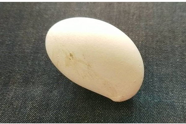 அட என்னது வெள்ளை நிறத்துல மாங்காவா? இணையத்தில் வைரலாகும் புகைப்படம் | Mango Shape Egg Photo Goes Viral On Social Media