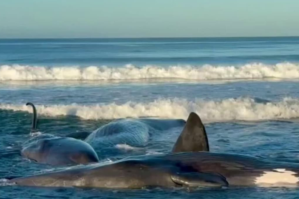 நிலநடுக்கத்திற்கு முன்பே கரை ஒதுங்கிய பெரிய திமிங்கலங்கள் | Large Whales Washed Ashore Before The Earthquake