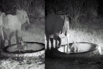 தொட்டியில் சிக்கிய குட்டியானை... குடும்பத்துடன் மீட்ட தாய் யானை! வைரல் வீடியோ