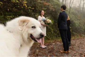 மணமக்களை பின்னுக்கு தள்ளி கியூட்டாக போஸ் கொடுத்த நாய்! என்ன நடந்தது தெரியுமா?