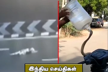 ஓடும் காரில் இருந்து வீசப்பட்ட பெண்ணின் சடலம்! பாம்பு பிடி வீரரை அலற விட்ட ராஜ நாகம்.. இந்திய செய்திகள்