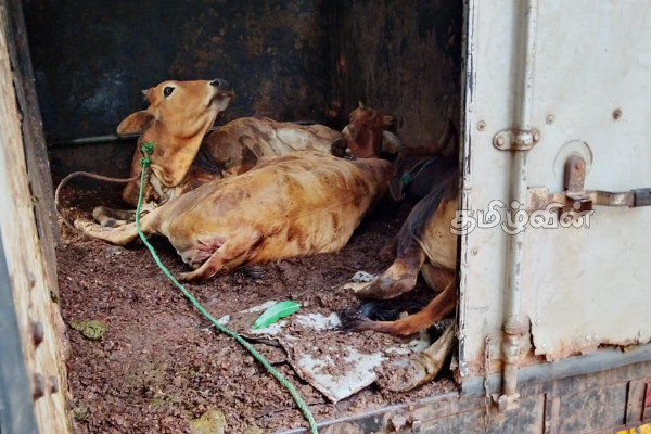 யாழில் மாடுகளை கடத்திச் சென்றவர் கைது! | Man Arrested For Smuggling Cows In Jaffna யாழில் மாடுகளை கடத்திச் சென்றவர் கைது! | Man Arrested For Smuggling Cows In Jaffna