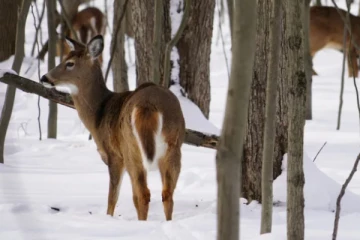மான்களிடமிருந்து மனிதனுக்குப் பரவும் கொரோனா தொற்று! கனேடிய ஆய்வாளர்கள் அதிர்ச்சி