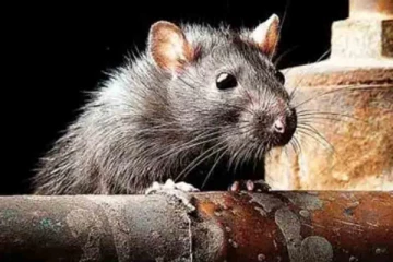 ஒரே மாவட்டத்தில் எலிக்காய்ச்சலால் 10 பேர் பலி ; தீவிரமடையும் நோய் தொற்று