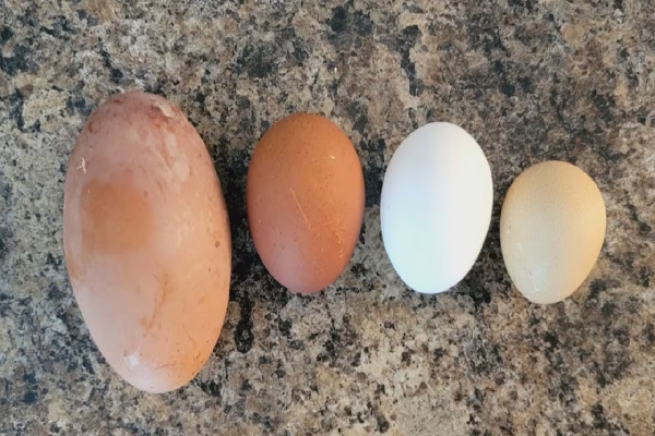 இராட்சத முட்டையிட்ட அதிசய கோழி - எங்கு தெரியுமா...! | A Miracle Chicken That Laid Eggs As Big As A Mango