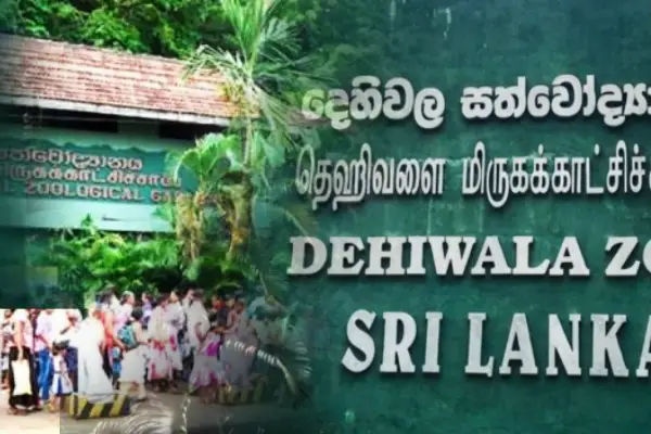 காணாமல் போன அனகொண்டா குட்டி - சமூக ஊடகங்களில் பரவும் வதந்திக்கு பதில் | Yellow Anaconda Sneak Missing From Dehiwala Zoo