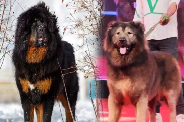 உலகில் விலையுயர்ந்த நாயை வாங்கிய கோடீஸ்வரர்: நாயின் பெறுமதி இவ்வளவா?