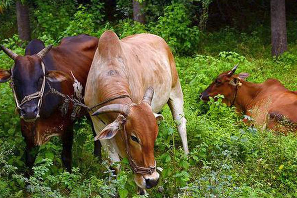 கிளிநொச்சியில் மாடுகளுக்கு ஏற்பட்ட நிலை; வெளியான அதிர்ச்சி! | Cattle Situation In Kilinochchi Released Shock