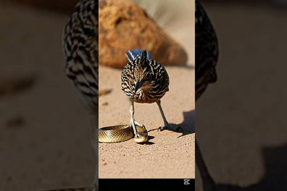 பாம்புடன் சண்டையிட்டு ஜெயிக்க கூடிய 10 விலங்குகள்! பறவைகளும் இருக்கா? | Which Animal And Birds Can Kill A Snake Easily