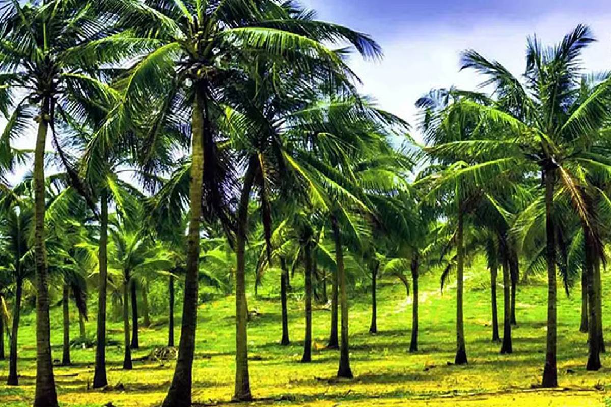 தென்னை பயிர்ச்செய்கைக்கும் காப்புறுதித் திட்டம் அறிமுகம் | Insurance Scheme Coconut Cultivation Introduced தென்னை பயிர்ச்செய்கைக்கும் காப்புறுதித் திட்டம் அறிமுகம் | Insurance Scheme Coconut Cultivation Introduced