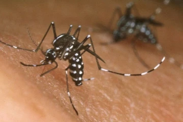 இலங்கையில் மீண்டும் தலைதூக்கும் சிக்குன்குனியா ; மக்களே அவதானம்