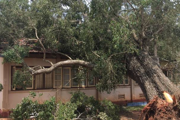 வவுனியாவில் ஏற்பட்ட அசம்பாவிதம்: பாடசாலை கட்டிடம் சேதம்! | Cyclone In Vavuniya Tree Fell The School Building