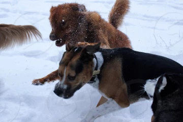 டொராண்டோவில் பலப்படுத்தப்படும் ஆபத்தான நாய்கள் தொடர்பான சட்டம்