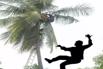 தேங்காய் பறிக்க மரத்தில் ஏறிய இளைஞன் பரிதாப மரணம்