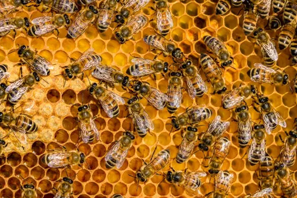 பதுளையில் தேன் எடுக்கச் சென்ற இளைஞனுக்கு நேர்ந்த கதி! | The Young Man Een To Get Honey