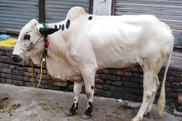 காளையை பலியிட முயன்றபோது நேர்ந்த விபரீதம்!