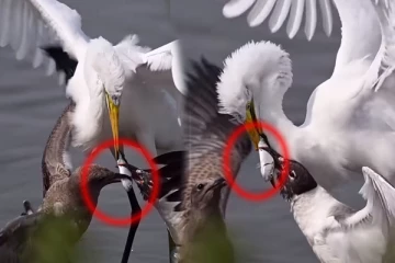 Viral Video: ஒற்றை மீனுக்கு சண்டையிட்ட மூன்று பறவைகள்... கடைசியில் யாருக்கு கிடைத்தது?