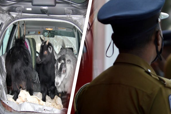 சொகுசு காரில் ஆடுகள் கடத்தல்; வசமாக சிக்கிய நபர்கள் | Goats Smuggled In A Luxury Car Ampara