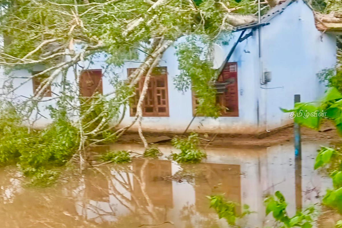 வவுனியாவில் வீட்டின் மீது மரம் விழுந்து ஒருவர் காயம் | Man Injured After A Tree Fell On House In Vavuniya வவுனியாவில் வீட்டின் மீது மரம் விழுந்து ஒருவர் காயம் | Man Injured After A Tree Fell On House In Vavuniya