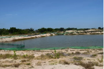 பாதுகாப்பற்ற பண்ணைகளினால் வாழ்வாதாரத்தை இழந்த பெண் தலைமைத்துவ குடும்பங்கள்