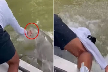 புளோரிடாவில் ஆற்றில் கைவிட்டவருக்கு நேர்ந்த கதி!