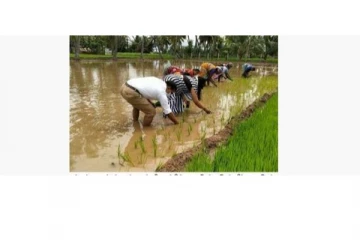 வயலில் இறங்கி நாற்று நட்ட திருப்பத்தூர் கலெக்டர் - பொதுமக்கள் பாராட்டு